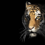 tigre de Sibérie - espèce en danger - CCA49